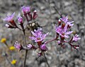 Chorizanthe fimbriata