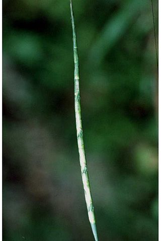 <i>Coelorachis</i> Genus of grasses