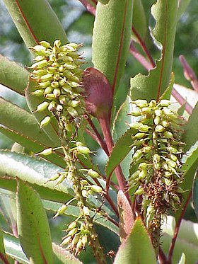 Cunonia capensis.