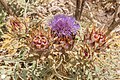 Cynara cardunculus