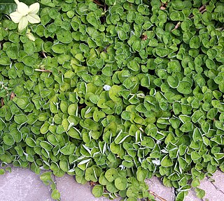 <i>Dichondra</i> Genus of flowering plants