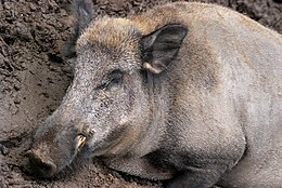 Vaddisznó (Sus scrofa)