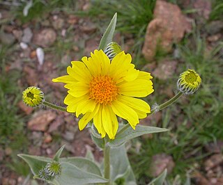 <i>Geraea canescens</i> Species of flowering plant