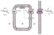 Glucose transporter Glucose-6-phosphatase system.svg