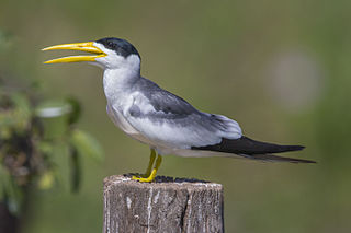 <span class="mw-page-title-main">Large-billed tern</span> Species of bird