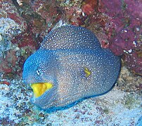 Murène à gueule jaune (Gymnothorax nudivomer)