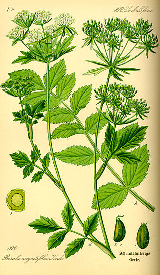 <i>Berula erecta</i> Species of plant