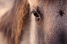 Gros plan sur l’œil gauche d'un cheval gris