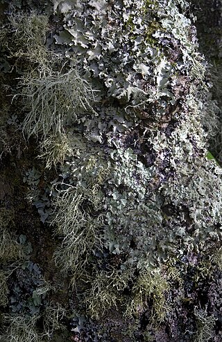 <span class="mw-page-title-main">Lichen</span> Symbiosis of fungi with algae or cyanobacteria