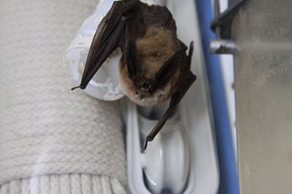 <span class="mw-page-title-main">Long-eared myotis</span> Species of bat