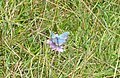 Butterfly on Rodborough Common