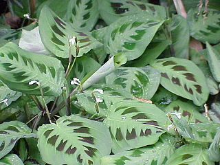 <span class="mw-page-title-main">Marantaceae</span> Family of flowering plants in the Commelinid order Zingiberales