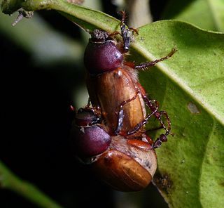 <i>Miridiba</i> Genus of beetles