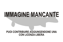 Immagine di Scanilepis mancante