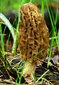 Morchella conica