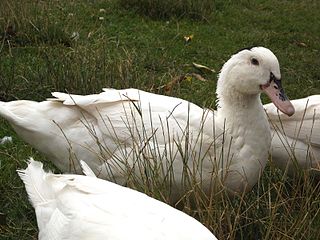 <span class="mw-page-title-main">Mulard</span> Hybrid duck