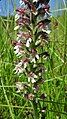 Neotinea ustulata Germany - Kaiserstuhl (Gebirge)