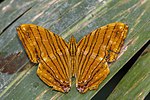 Thumbnail for File:Open wing Basking of Chersonesia risa (Doubleday, 1848) - Common Maplet WLB.jpg