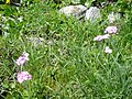 Primula farinosa