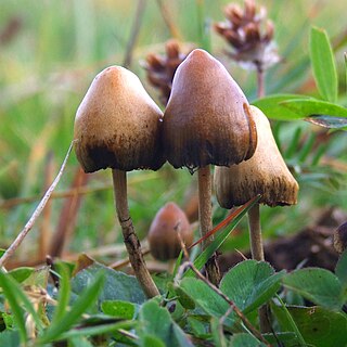 <span class="mw-page-title-main">Psilocybin mushroom</span> Mushrooms containing psychoactive indole alkaloids