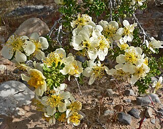 <i>Purshia</i> Genus of flowering plants