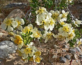 clogrosyn Stansbury (Purshia stansburyana)