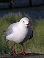 en:Red-billed_Gull