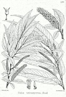 Salix tetrasperma Bra58.png