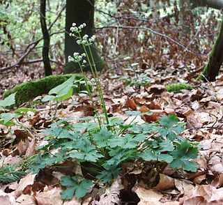 <i>Sanicula europaea</i> Species of flowering plant