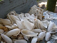 A group of seashells, mostly bivalves in the family Pholadidae Seashells.JPG