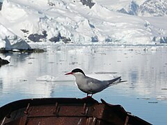 Une sterne couronnée (Sterna vittata) posée sur une épave à l'île Entreprise.