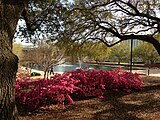 Flowers in front of Thomas Cooper Library