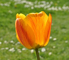 Tulipa cultivars