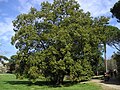 The large oak