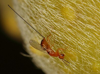 Watshamiella alata ovipositing into a syconium of Ficus burkei