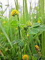 Medicago lupulina