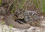 Thumbnail for Eastern diamondback rattlesnake