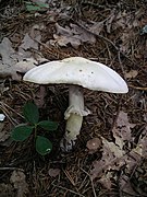 Agaricus xanthoderma