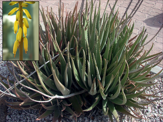 <i>Aloe vera</i> Species of plant