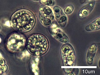 <span class="mw-page-title-main">Amoebidiidae</span> Family of protozoa