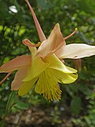 Aquilegia (26506555384).jpg