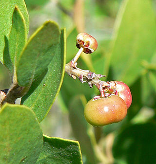 <i>Arctostaphylos manzanita</i> Species of tree