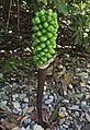 Arum purpureospathum[вд] (IUCN)