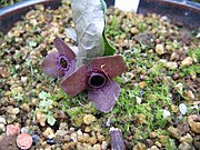 Asarum blumei