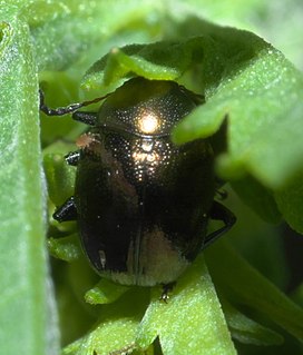 <span class="mw-page-title-main">Eumolpini</span> Tribe of leaf beetles