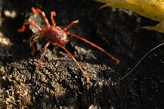 Clover mite Bryobia.praetiosa.-.lindsey.jpg