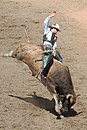 Bull riding