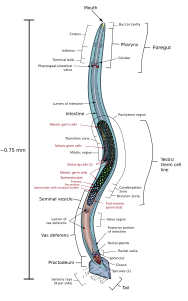 Caenorhabditis elegans деген тёгерек къуртну эркегини анатомиясы