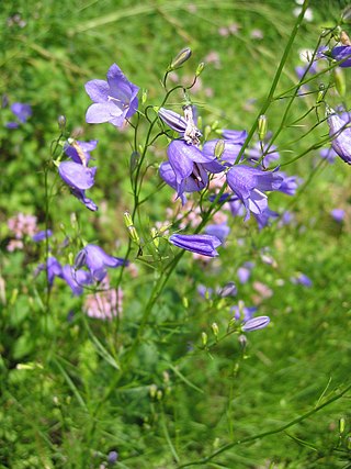 <i>Campanula rotundifolia</i> Species of flowering plant