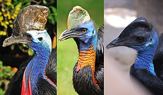 <span class="mw-page-title-main">Cassowary</span> Genus of flightless birds